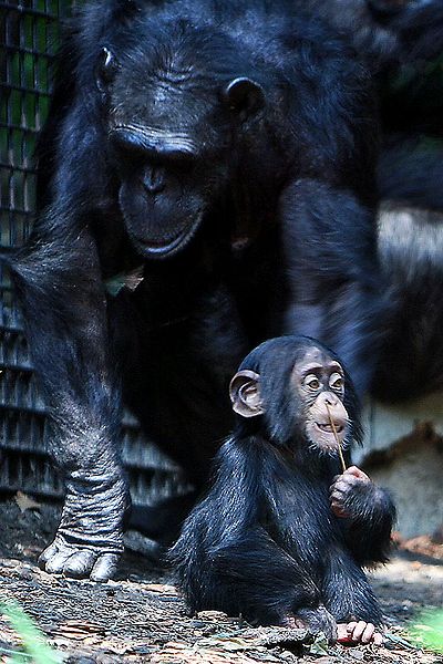 Schimpansenmutter mit Baby (c) Steve Flickr